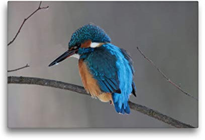 Premium Textil-Leinwand 45 x 30 cm Quer-Format Eisvogel | Wandbild, HD-Bild auf Keilrahmen, Fertigbild auf hochwertigem Vlies, Leinwanddruck von Winfried Erlwein