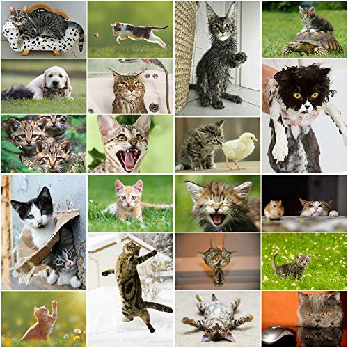 LUSTIGE KATZEN: 20-er Postkarten-Set mit witzigen, süßen, bösen und lustigen Katzen (20 verschiedene Motive) für Sammler und Postcrossing von EDITION COLIBRI