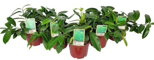 Bodendeckender Kirschlorbeer 'Mount Vernon', Topf 3 Liter, 5er-Set