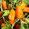 Potseed laitue Iceberg - laitue Iceberg - Grands Lacs 118 - Prix Gagnant - 250 graines