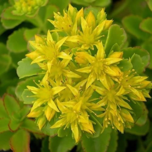 Ponak Neue frische 50 Stück Gelbe Fetthenne Blumensamen
