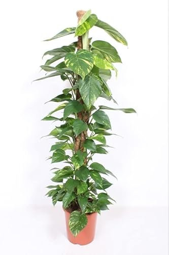 Efeutute (Epipremnum Aureum) am Moosstab – XXL, Pflegeleichte, Luftreinigende Zimmerpflanze im Topf Ø 27 cm, Höhe ca. 160 cm