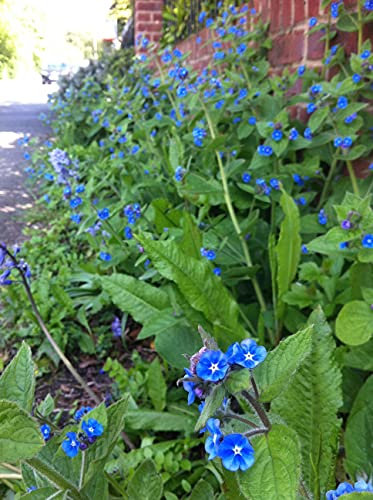 Carbeth Plants Pond Plants for Small Ponds - 3 X 9cm Pot Myosotis Palustris - Water Forget Me Not - Live Marginal Ponds Plant - Low Maintenance Perennial Outdoor Pond Plant