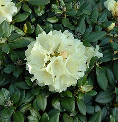 Rhododendron Centennial Gold 25-30cm - Alpenrose