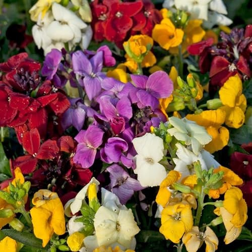 Perfect Plants Winter WallFlower Plants Mixed Colours - Outdoor Garden Ready Bedding Plants - 6 Plants Each Delivered in a 10.5cm Plant Pot - Delightful Sweet Fragrance