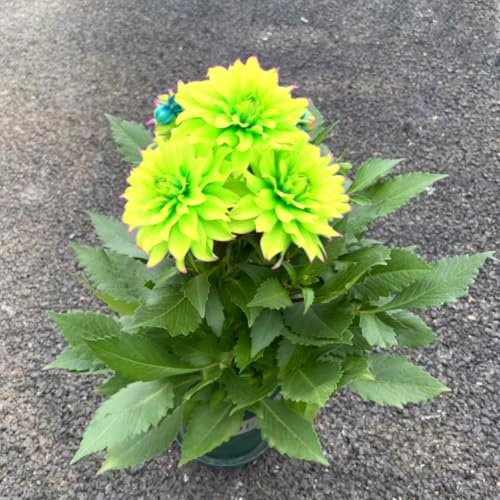 Dahlie in seltenen Farben, mehrjährige Zwiebelpflanze, kältebeständig, dekorative Blume für Garten und Balkon, kann eingetopft werden-4 zwiebeln-J