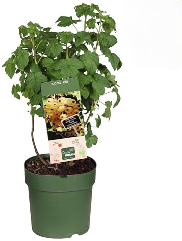 Ribes bianco frutti di bosco pianta in vaso ø18 cm Vivaio di Castelletto