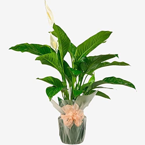 Spathiphyllum Peace Lily – Elegant Indoor Houseplant for Home & Office – Air-Purifying & Low-Maintenance