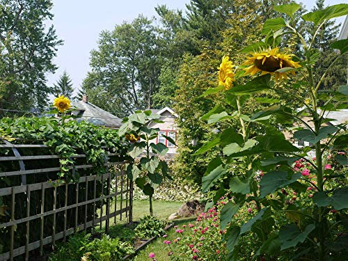 Genipap 50 x Sonnenblumensamen.