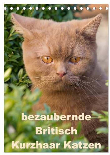 bezaubernde Britisch Kurzhaar Katzen (Tischkalender 2026 DIN A5 hoch), CALVENDO Monatskalender: Dieser Kalender zeigt Outdoor Fotos der wunderbaren Britisch Kurzhaar Katzen (CALVENDO Tiere)