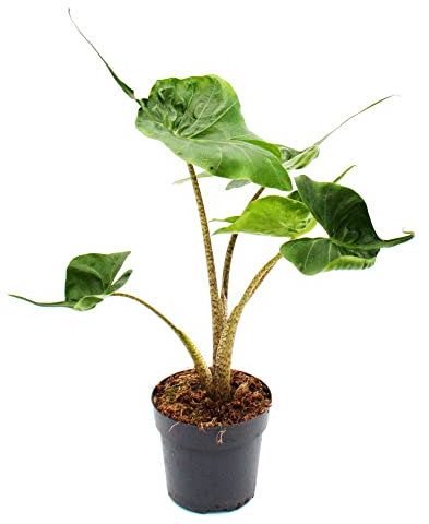 Exotenherz - Alocasia macrorrhiza Stingray - Tropenwurz - Alokasie - Rochen-Pfeilblatt - 11cm Topf