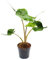 Exotenherz - Alocasia macrorrhiza Stingray - Tropenwurz - Alokasie - Rochen-Pfeilblatt - 11cm Topf