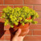 100 piezas Semillas resistentes a cultivos de piedra - Sedum acre - plantas de interior para salón, regalos sostenibles planta de cultivo de piedra plantas en macetas, plantas perennes