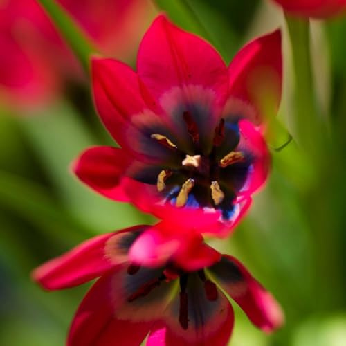 Plant in a Box - Tulipa Little Beauty - Zwiebeln x40 – Tulpen – Rot – blaues und weißes Herz -Staude