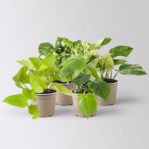 Grünpflanzen-Set Hängendes Grün, Halbschatten, Topf-Ø 12 cm, 4 Pflanzen