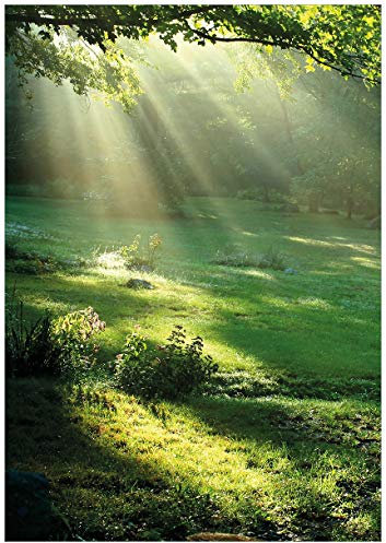 Wallario selbstklebendes Poster - Sonnenstrahlen im Wald, Aufkleber in Premiumqualität, Klebefolie Größe: 70 x 100 cm (Riesenposter)