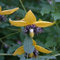 Portal Cool Samen Paket: Clematis Tangutica Helios 10 Samen