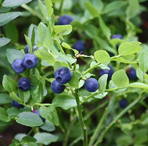 Portal Cool Vaccinium myrtillus - 30 graines - Myrtille/Whinberry