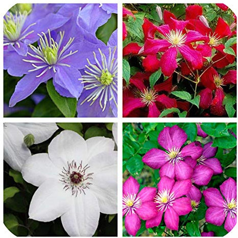 4 X Clematis (Mix 1) Piante radice Nuda con tralci Arrampicata Vite Fioritura arbusto