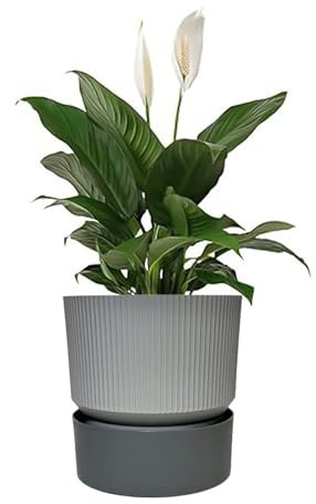 Sutars 19CM Plant Pot, Planters for Indoor Plants with Drainage Holes, Plant Pots, Plant Pots Indoor, Self Watering Pots, Indoor Plant Pot, Flower Pot, Indoor Plant Pots (Grey)