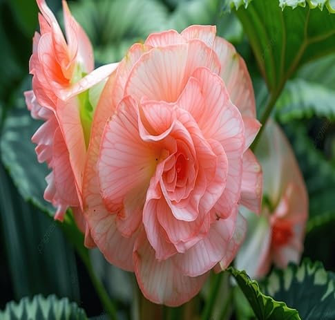 90 graines de fleurs de bégonia