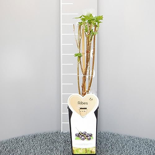 SAVINI VIVAI Pianta di Ribes Medio Precoce Nero Titania Piante di Frutti di Bosco Albero in vaso 11x11 cm Altezza 50 cm Made in Italy