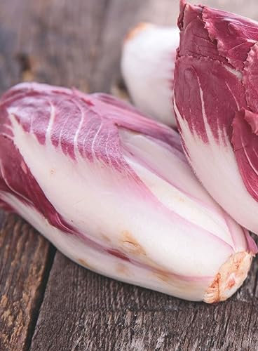 Roter Chioree Redoria F1 Roter Chicoreesamen Salat ca 15 Korn Saatgut Gut Haltbar Balkon Garten Hochbeet Kübel Dürr Samen