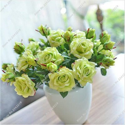 Exotische Miniatur-Bonsai Blume Rose Rosas Seed DIY Hausgarten Haushalts Beautifying und Luftreinigung 110 PC/Beutel 6