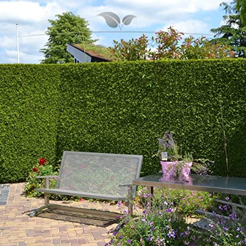 Gardline - Thuja Brabant 100-120 cm IM Topf. 3-200 Heckenpflanzen. Auch im Sommer Pflanzen - 48 St. (ca. 16 Meter)