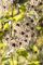 Clematis tangutica 60-100 cm - Gold-Waldrebe, gelbe Blüten, Blütezeit Juli-Oktober, ideal für Rankgerüste, bienenfreundlich, winterhart