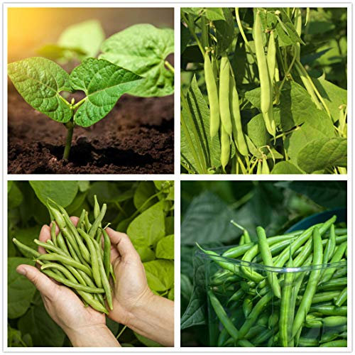 Bean, Bush Provider Seeds, Bio, NON GMO, 100+ Samen pro Packung, herzhafte und gesunde Bohnen.