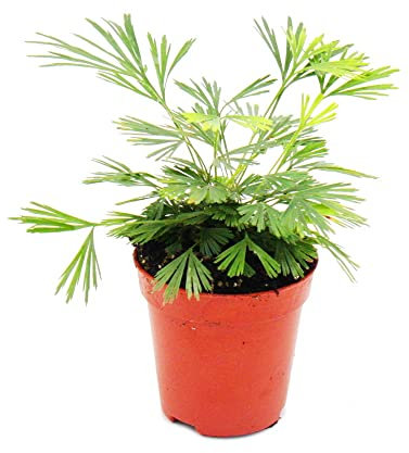 Exotenherz - Mini-Pflanze - Actiniopteris australis - Palmwedelfarn - Ideal für kleine Schalen und Gläser - Baby-Plant im 5,5cm Topf