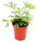 Exotenherz - Mini-Pflanze - Actiniopteris australis - Palmwedelfarn - Ideal für kleine Schalen und Gläser - Baby-Plant im 5,5cm Topf