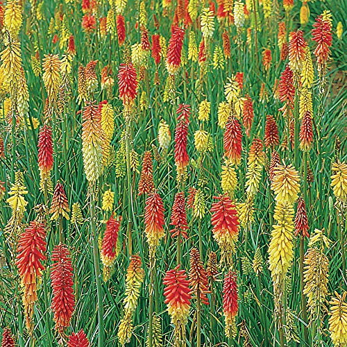 Kniphofia Plug Plants. 'Flamenco'. Red Hot Poker. Orange & Yellow Flowers. Medium Plug Plant x 4. Available from Bedwen Plants.