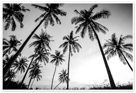 Silhouetten von Palmen Poster 30 x 20 cm Schwarz-Weiß Wandbilder Wanddeko