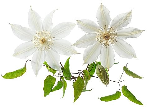 200 pcs clematis winterhart mehrjährig samen - pflanzen garten dachbegrünung bienen wiese heilkräuter,Clematis florida, kräutergarten geschenk wiesensaatgut gartensamen nachhaltige