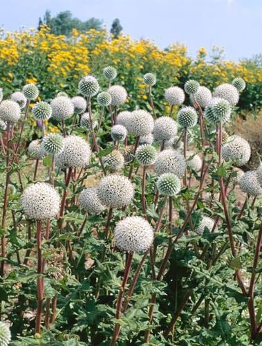 Echinops sphaerocephalus 'Arctic Glow' 9x9 cm Topf – Winterhart, Mehrjährig, Pflegeleicht – Kugeldistel – Staude für Beet & Rabatte