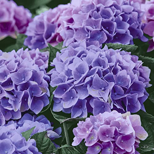 20 Servietten Wilde Hortensien | Blumen | Natur | Tischdeko 33x33cm