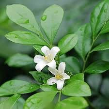 semi bianco Jasmin piante in vaso balcone miscelazione 20 semi/pacchetto