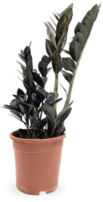 Zamioculcas zamiifolia Raven - ZZ Plant 50cm (14cm Pot)