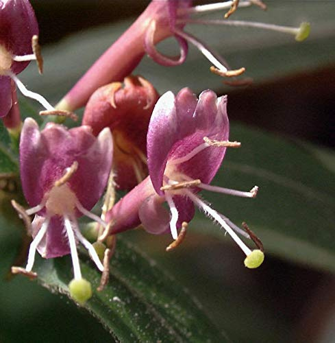 Immergrüne Geißschlinge 125-150cm - Lonicera henryi - lebende Gartenpflanze aus den Baumschulen