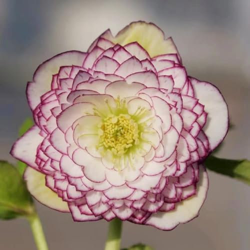Piante di rosa di Natale resistenti - semi piante resistenti in vaso semi tetti verdi da balcone per il giardino prato perenni e perenni all'inverno per vasi Helleborus thibetanus vasi 800pcs