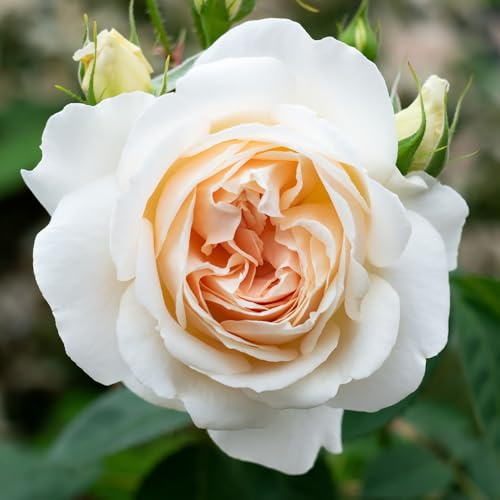 YouGarden Harkness Roses 'Penny Lane' ® Climbing Rose in 4 Litre Pot, Ready to Plant, For Garden Containers, Beds and Borders