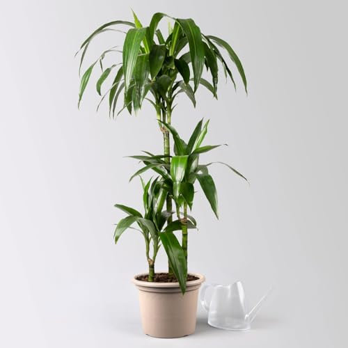 Duftender Drachenbaum 'Janet Craig', Topf-Ø 21 cm, Höhe ca. 120 cm