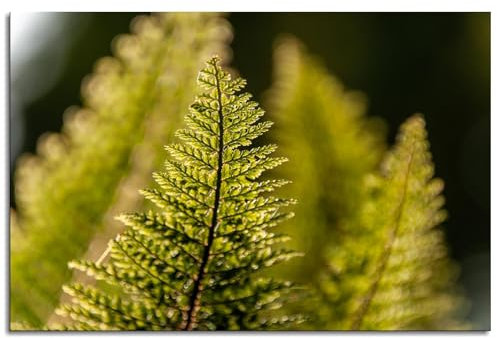 WSYZHL Farn-Poster auf Leinwand, Blätter, Wandkunst für Zuhause, 1 Panel, Dekoration, ungerahmt, 45,7 x 30,5 cm