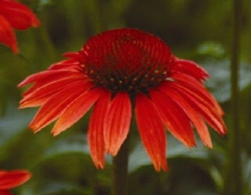 25+ Ruby Red Echinacea Sonnenhut/Langlebige Staude Blumensamen