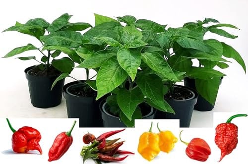 POWERS TO FLOWERS - PEPERONCINO PICCANTE BIO SET 6 PEZZI: TRINIDAD,NAGA MORICH, CAYAMBE, TRINIDAD SCORPION YELLOW, HABANERO RED, CAROLINA REAPER, 6 PIANTE, Vaso 10cm, piante vere