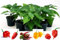 POWERS TO FLOWERS - PEPERONCINO PICCANTE BIO SET 6 PEZZI: TRINIDAD,NAGA MORICH, CAYAMBE, TRINIDAD SCORPION YELLOW, HABANERO RED, CAROLINA REAPER, 6 PIANTE, Vaso 10cm, piante vere