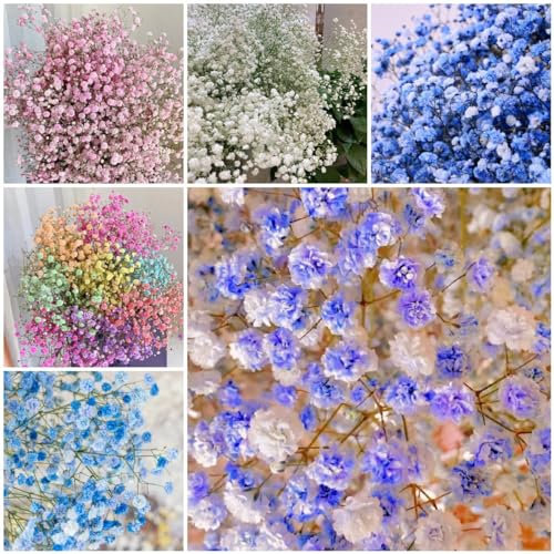 200 pcs schleierkraut samen winterhart, blumensamen gastgeschenk, samen (Gypsophila paniculata) wildblumenwiese saatgut mehrjährig, seed blumensamen, garten herbstblumen, samen zimmerpflanzen