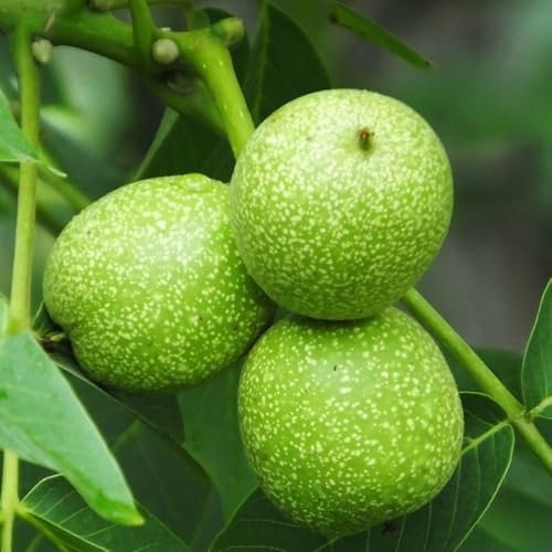 12 pcs Walnuss, Juglans regia, bonsaibaum echt, stauden winterhart mehrjährig Juglans regia - Walnussbaum Samen - bonsai topf, garten geschenke für frauen stauden winterhart mehrjährig,